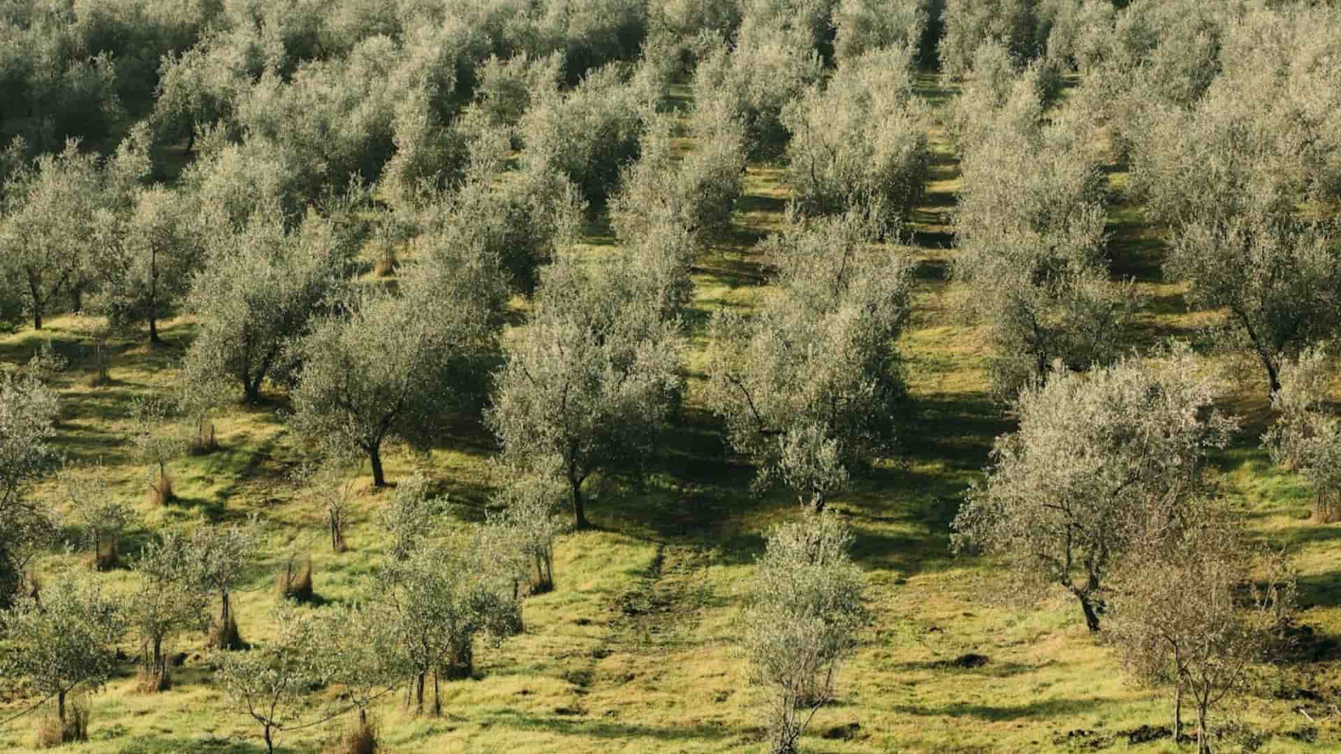 Bannière