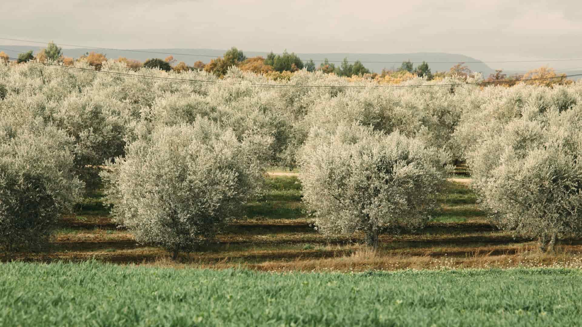 La feuille de route Revoliva