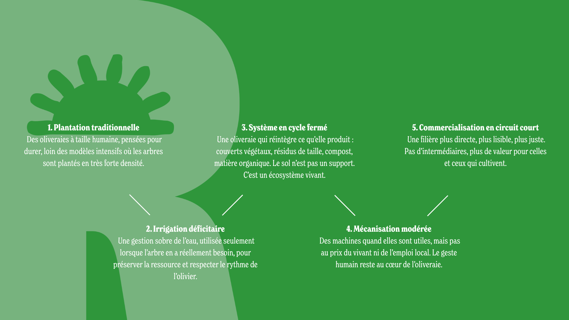 5 principes slow oliveraie